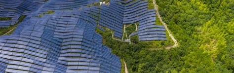 solar farm in a forest